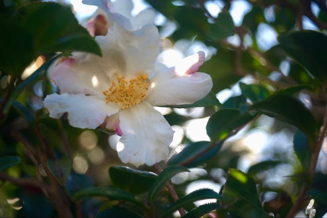 Steinheil Cassar ドイツ製　45mm f/2.8 多彩なボケ⁉️