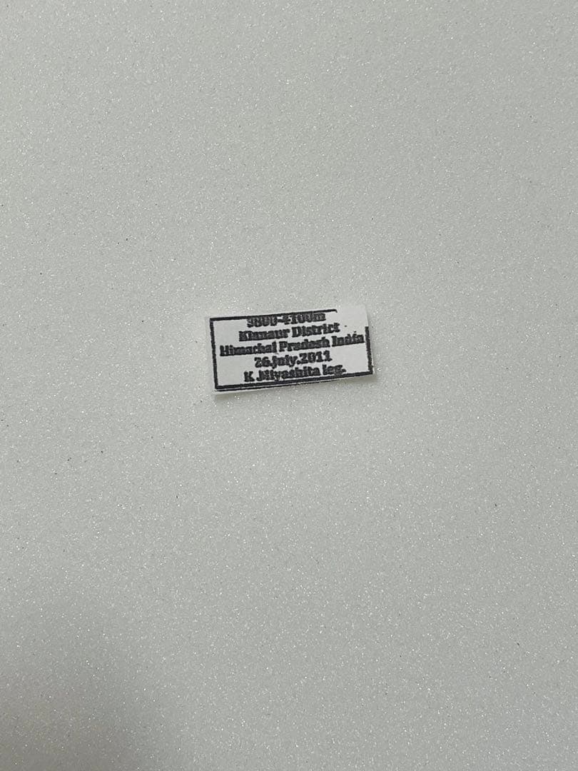 パルナシウス・ジャックエモンティー（1オス、インド産）