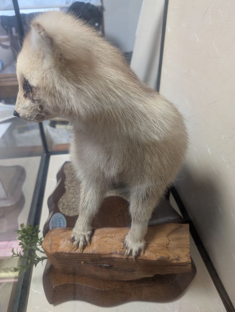 タヌキ 剥製 木製台座付き