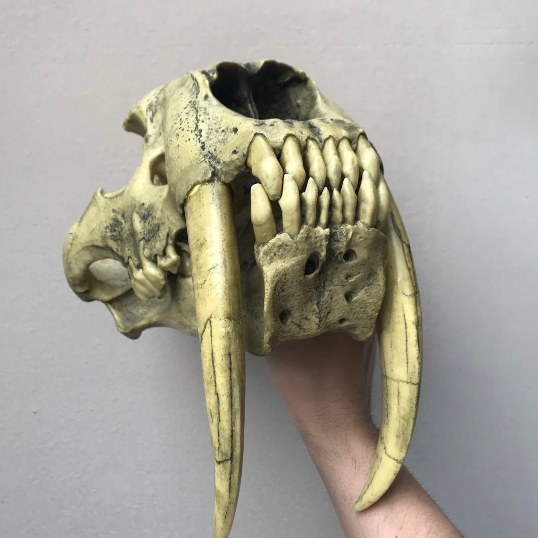 サーベルタイガー　スミロドン　頭骨　レプリカ　博物館級