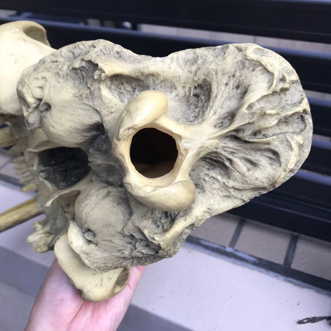 サーベルタイガー　スミロドン　頭骨　レプリカ　博物館級