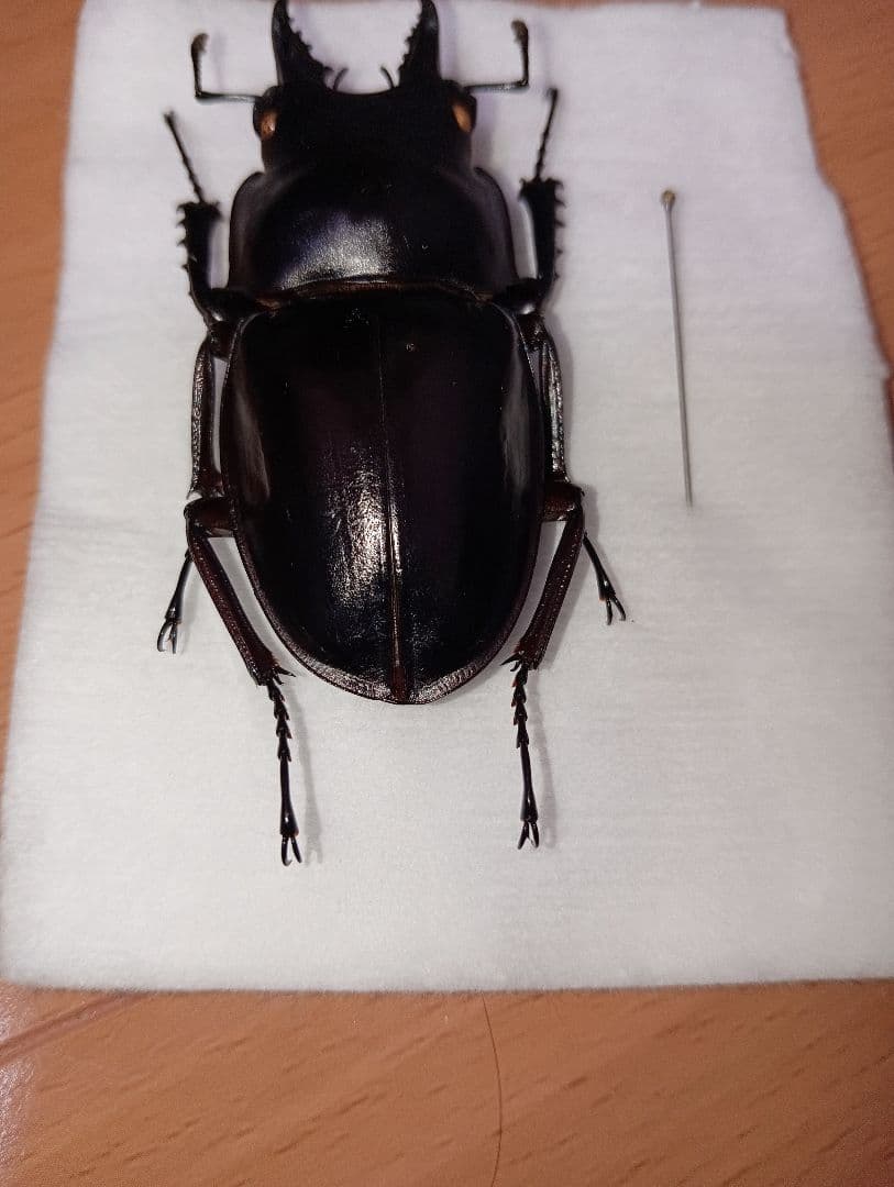 アマミマルバネ（徳之島）♂57ミリ針穴あり