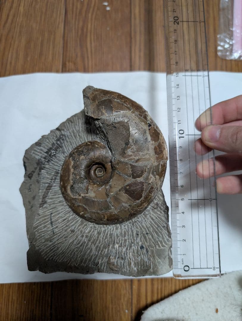 アンモナイト化石 約10cm