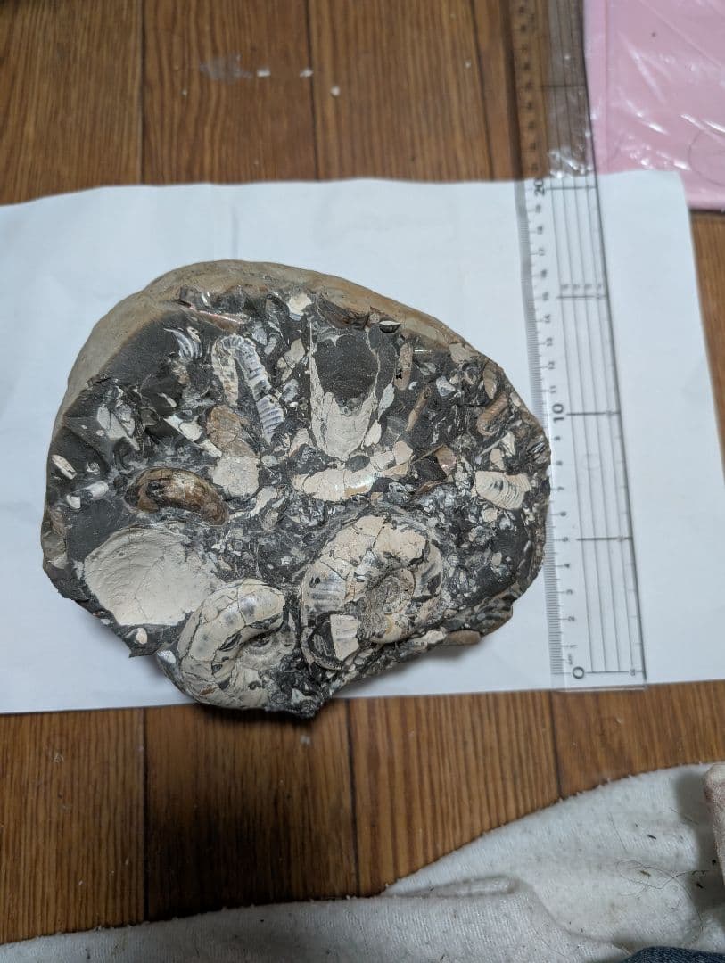 アンモナイト化石 約10cm