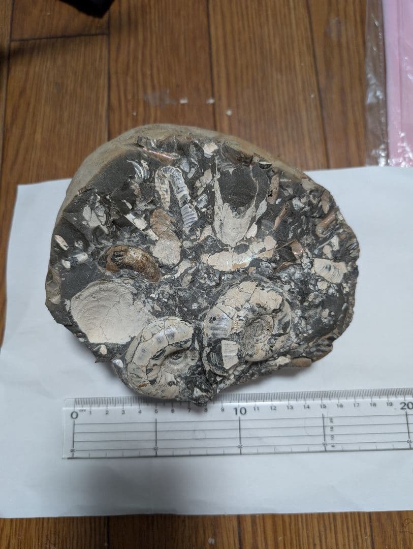 アンモナイト化石 約10cm