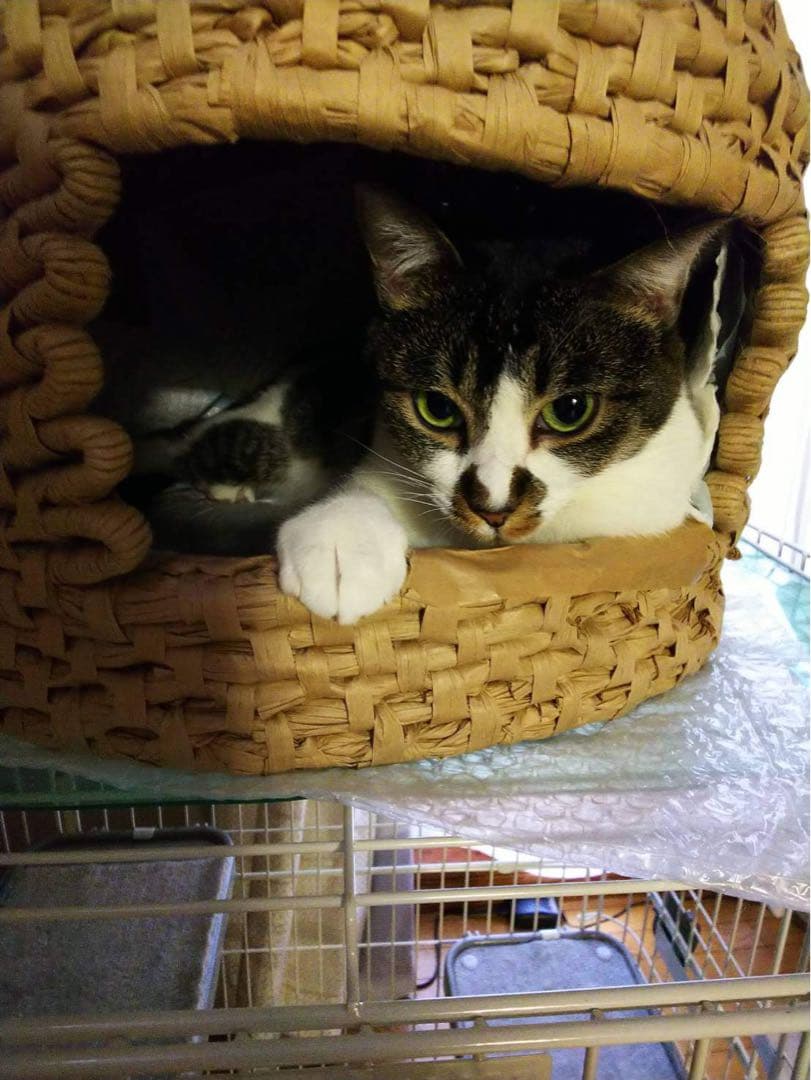 ハンドメイド 猫ちぐら 猫つぐら