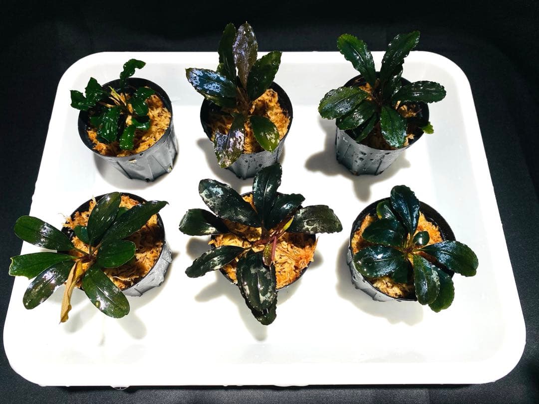 ミルク【ハイクラス】ブセファランドラセット