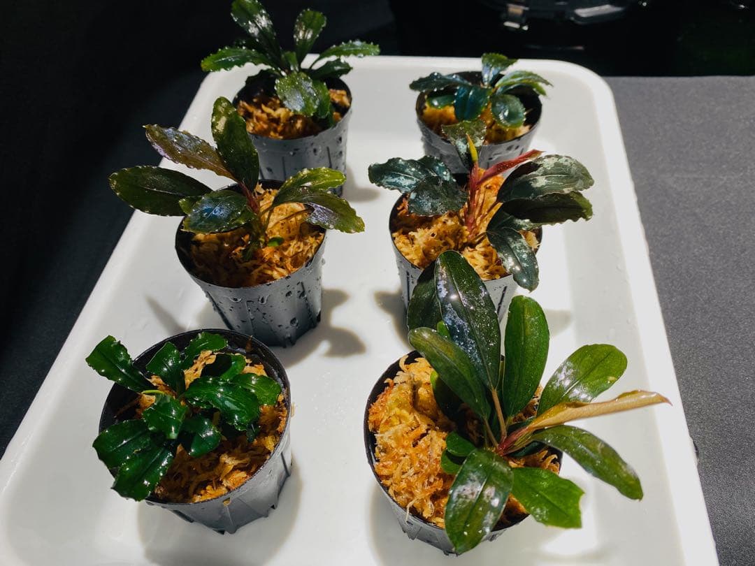 ミルク【ハイクラス】ブセファランドラセット