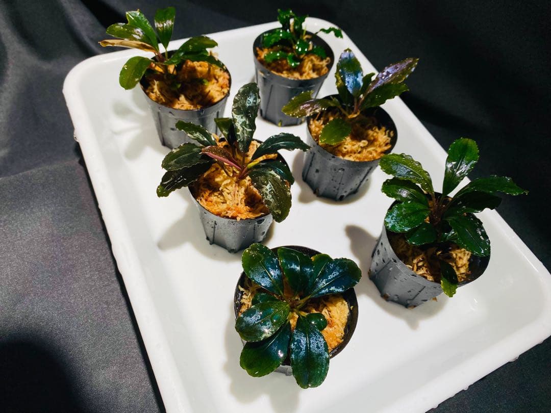 ミルク【ハイクラス】ブセファランドラセット