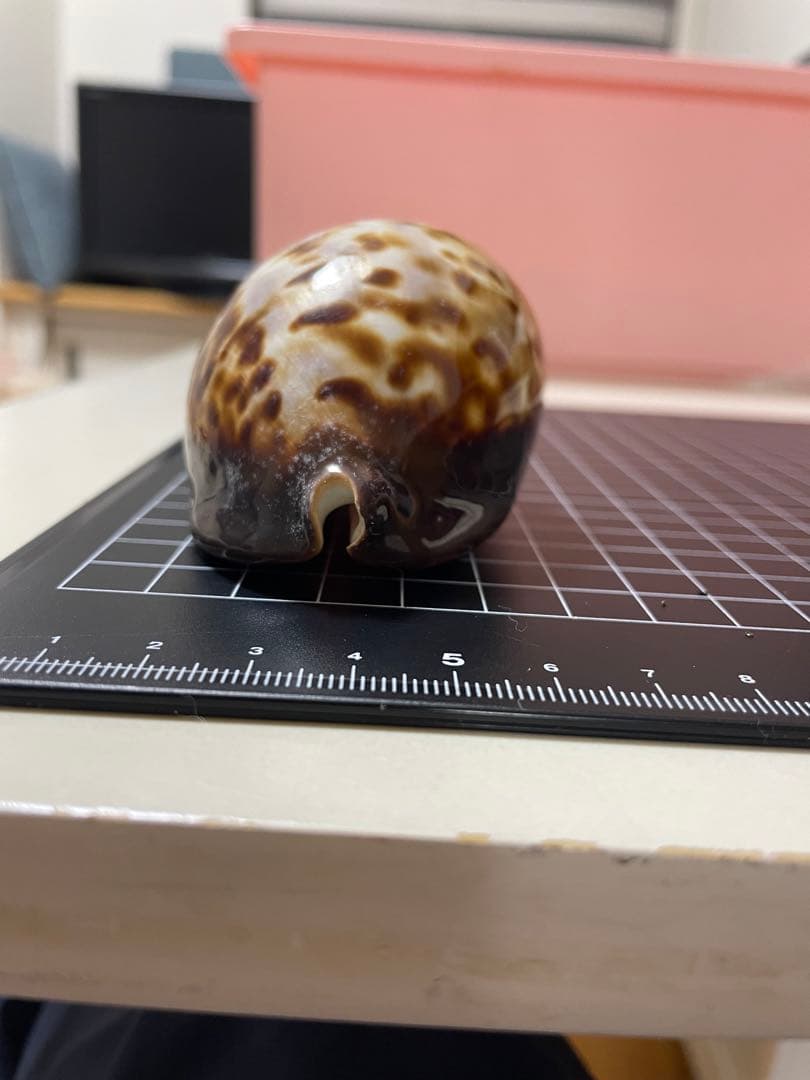 ビードロダカラ　貝殻　標本