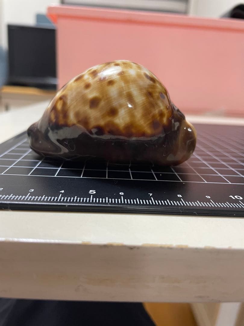 ビードロダカラ　貝殻　標本