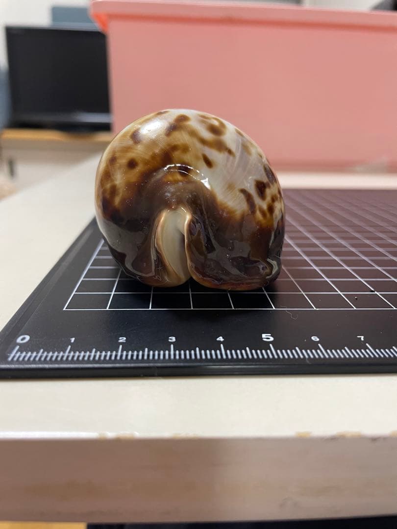 ビードロダカラ　貝殻　標本