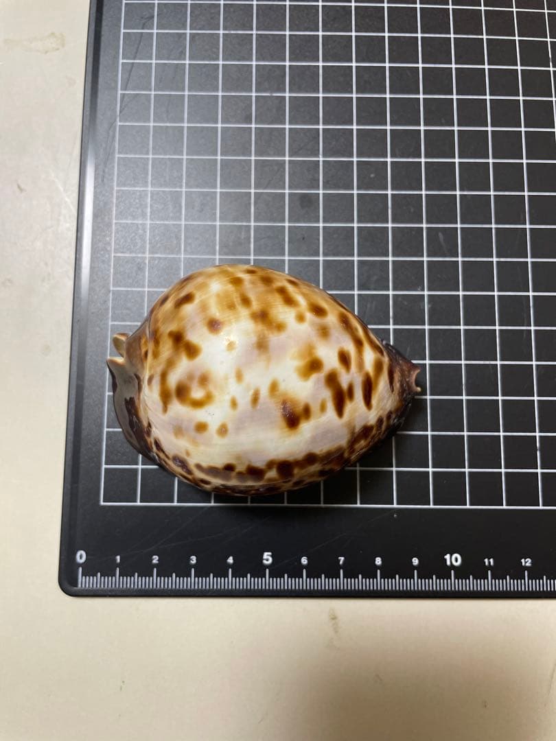 ビードロダカラ　貝殻　標本