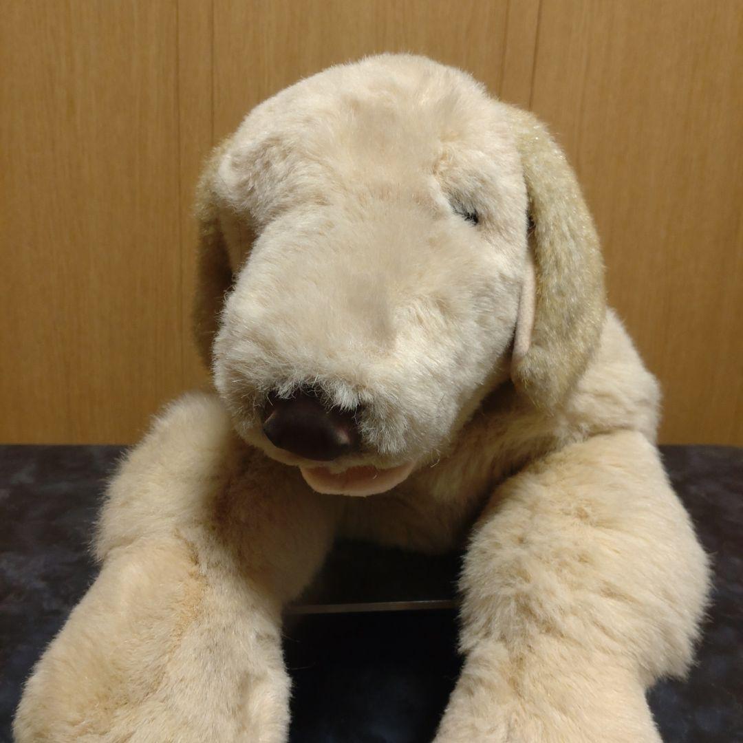 吉徳　ゴールデンレトリバー