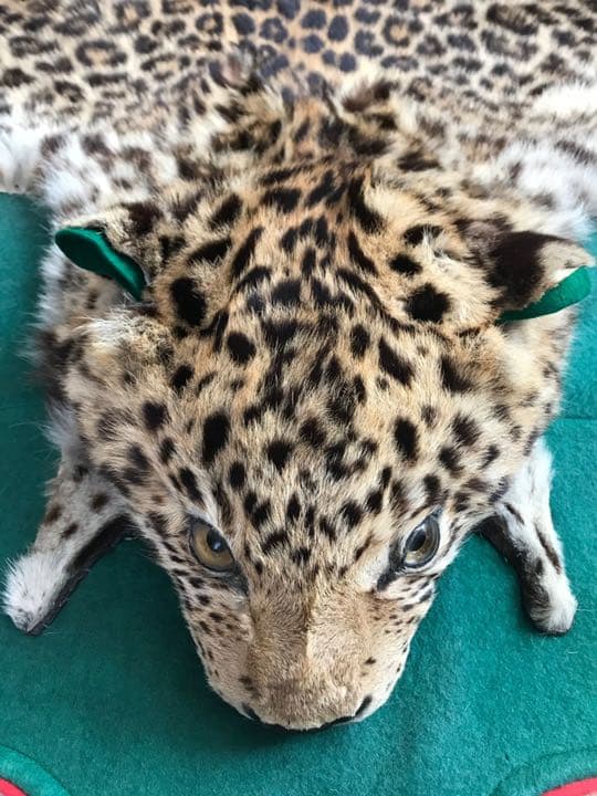 【希少】登録票付　爪付ヒョウ　剥製　敷物　ラグマット　214㌢ 毛皮　壁掛　豹