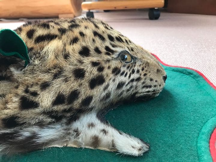 【希少】登録票付　爪付ヒョウ　剥製　敷物　ラグマット　214㌢ 毛皮　壁掛　豹