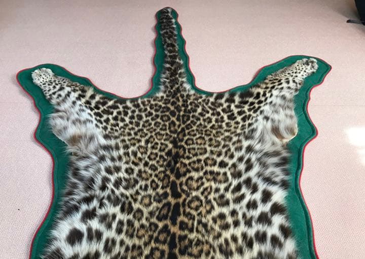 【希少】登録票付　爪付ヒョウ　剥製　敷物　ラグマット　214㌢ 毛皮　壁掛　豹
