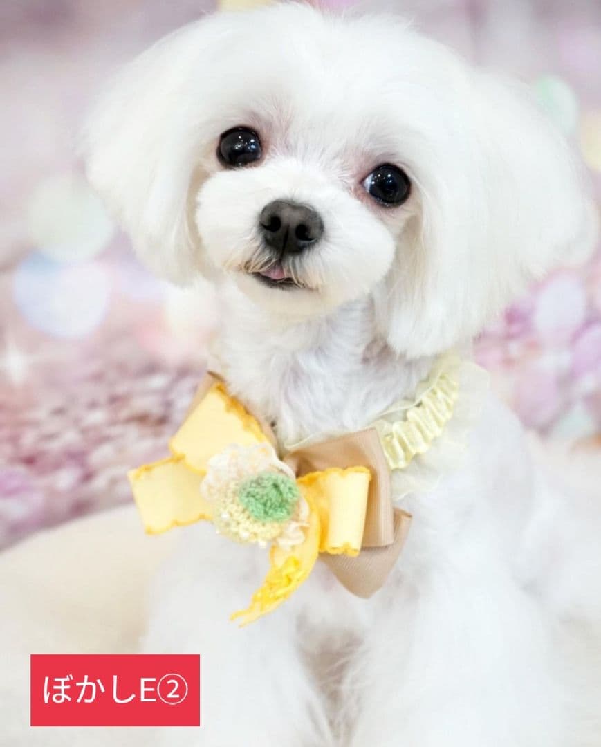 背景布【　ぼかしH　】サンプル　バレンタイン撮影用♪　トリミングチョーカー販売中