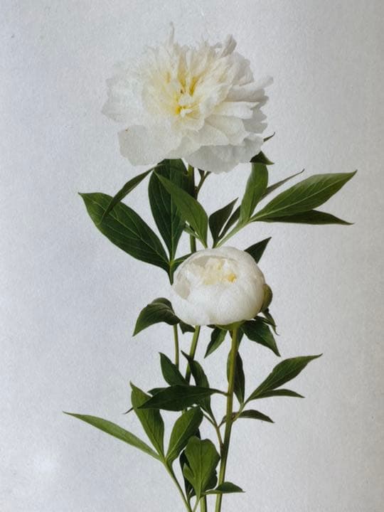 鞆岡隆史　軸　「芍薬」　（1/5）　写真　軸飾　茶掛　茶道　茶室飾り　寄り付飾り