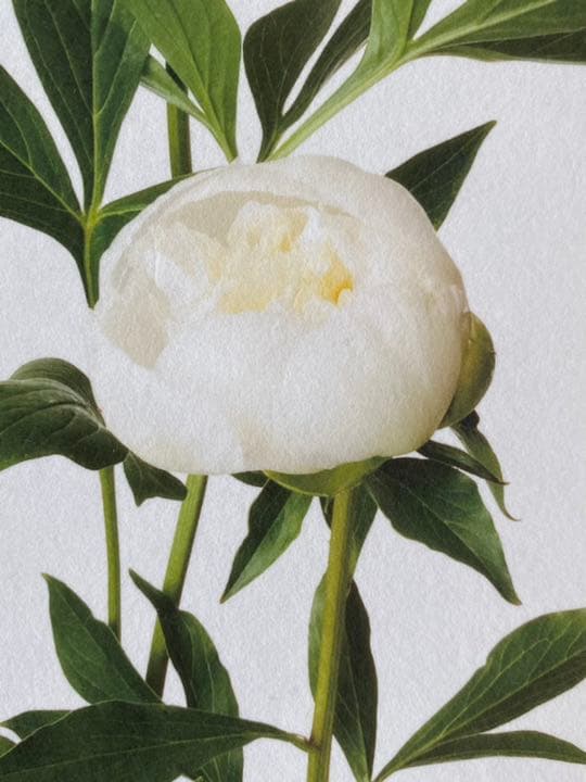 鞆岡隆史　軸　「芍薬」　（1/5）　写真　軸飾　茶掛　茶道　茶室飾り　寄り付飾り