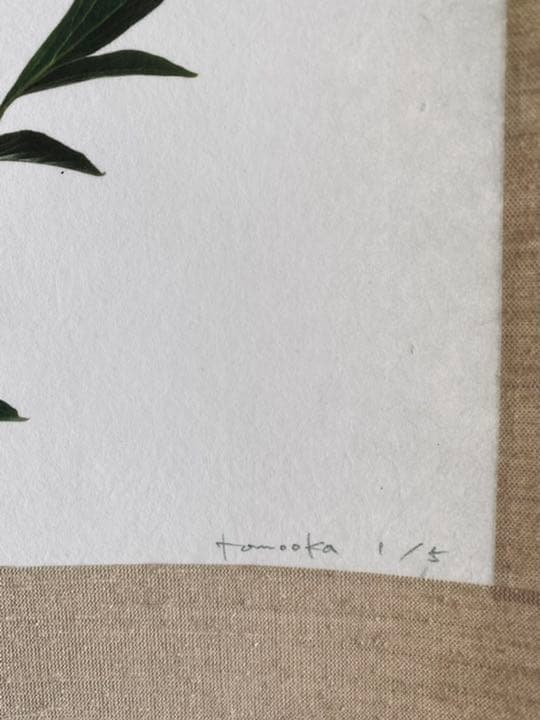 鞆岡隆史　軸　「芍薬」　（1/5）　写真　軸飾　茶掛　茶道　茶室飾り　寄り付飾り