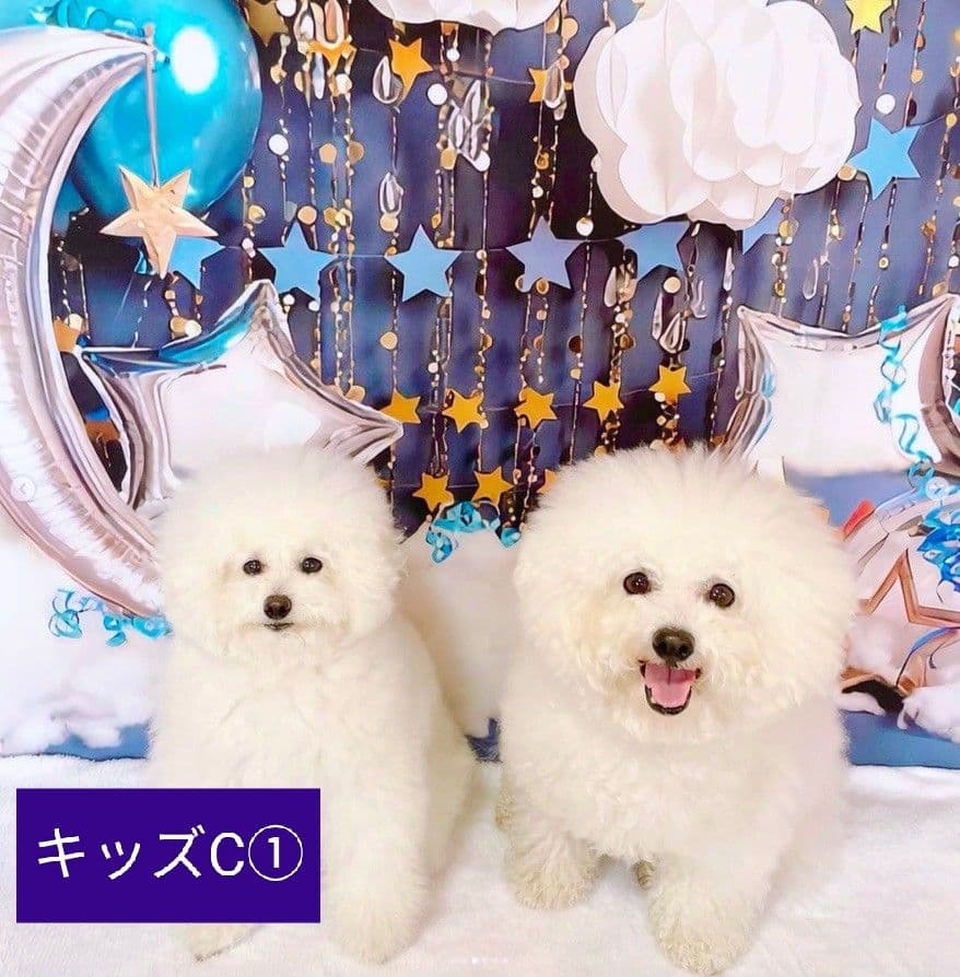 背景布【秋XA】サンプル80×120cm　ペット撮影用ブース　運動会　お月見