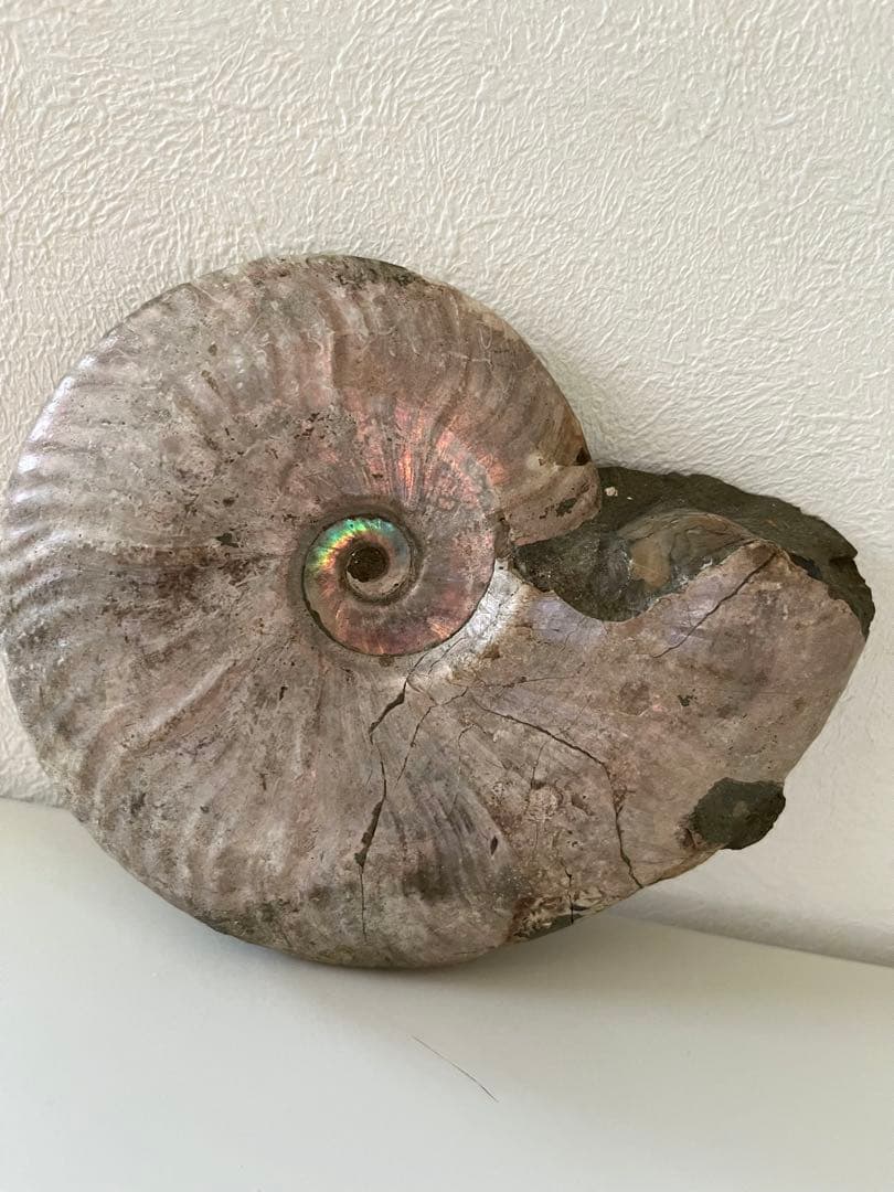 虹入りアンモナイト化石　大きめサイズ13.5cm アンモライト