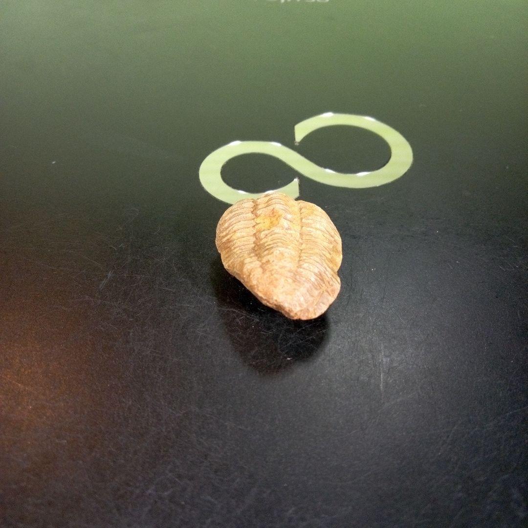 三葉虫　化石　fossil　海　ボリビア産　trilobite　海生動物網⑤