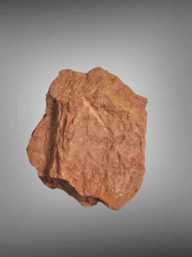 コレクション放出 Virgulaxonia elegans 中国雲南省 化石