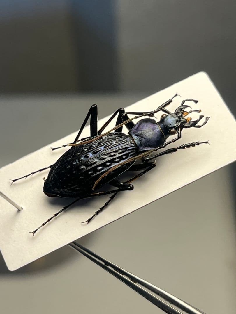 【中国保護種】トルゴエトゲオサムシ 標本 チレンシスオサムシ マイマイカブリ