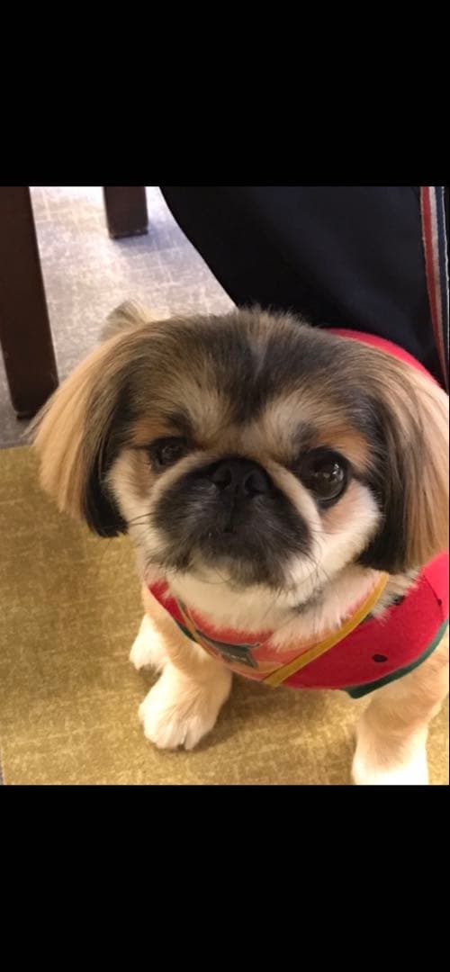 オーダー見本画像　※購入しないでください！