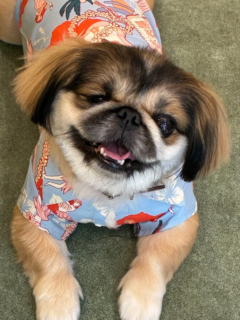 オーダー見本画像　※購入しないでください！