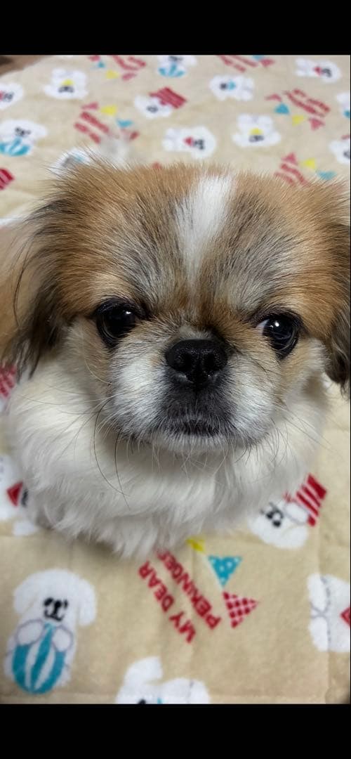 オーダー見本画像　※購入しないでください！