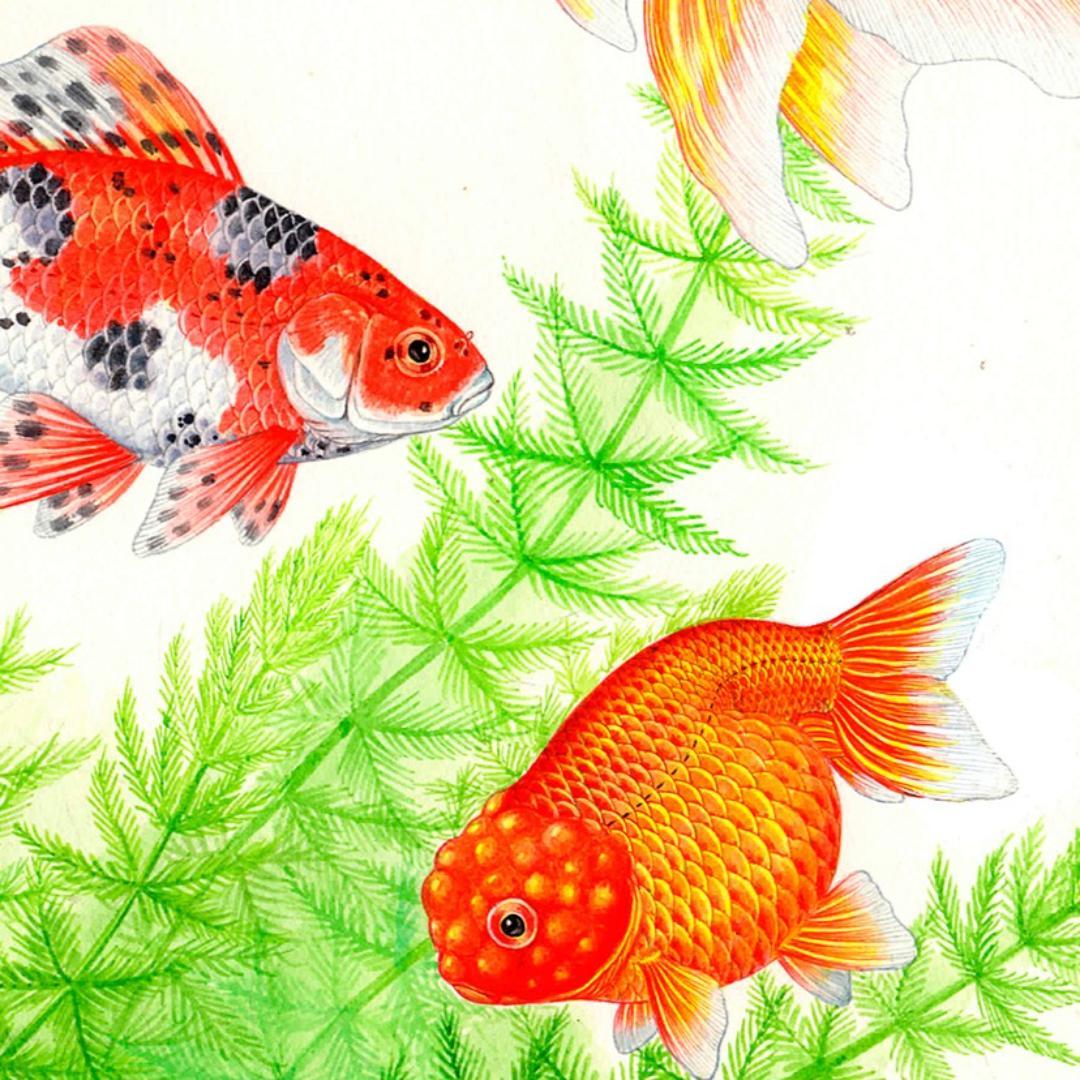 【絵画】ネイチャーアート　「金魚」原画