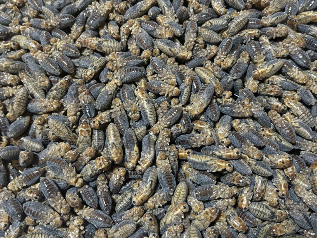 冷凍フタホシML約1300匹1kg冷凍コオロギ