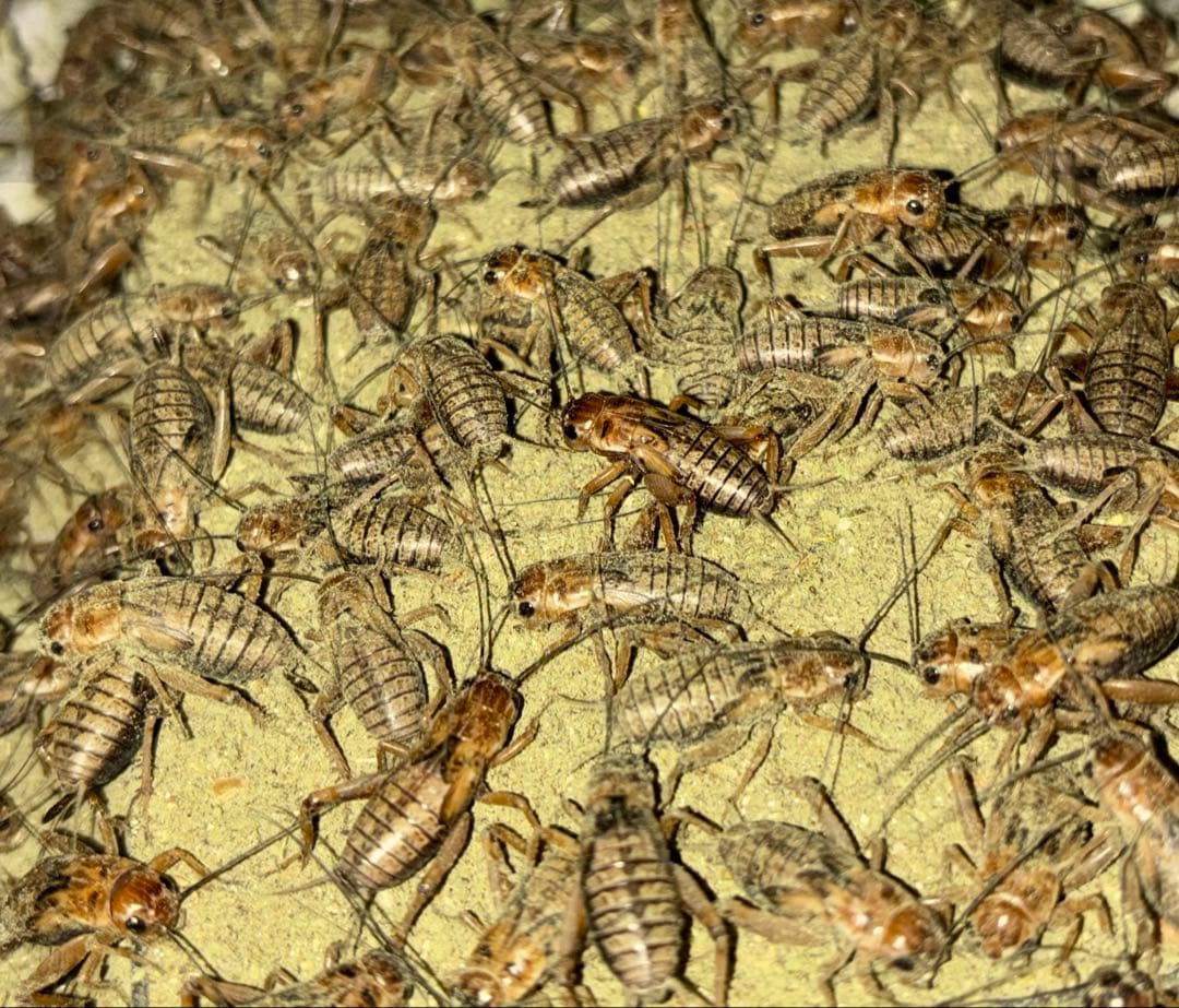 冷凍フタホシML約1300匹1kg冷凍コオロギ