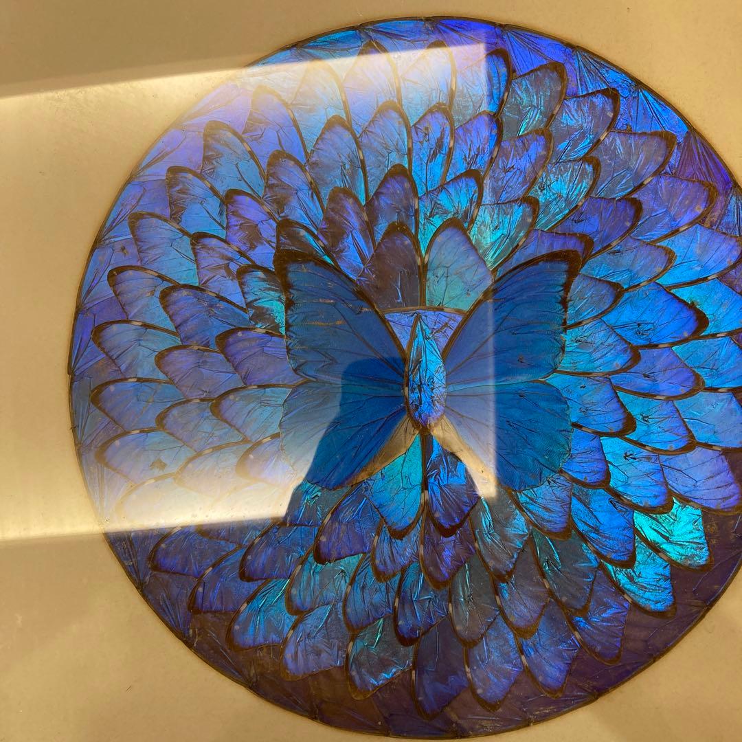 モルフォ蝶　貼り絵　アート