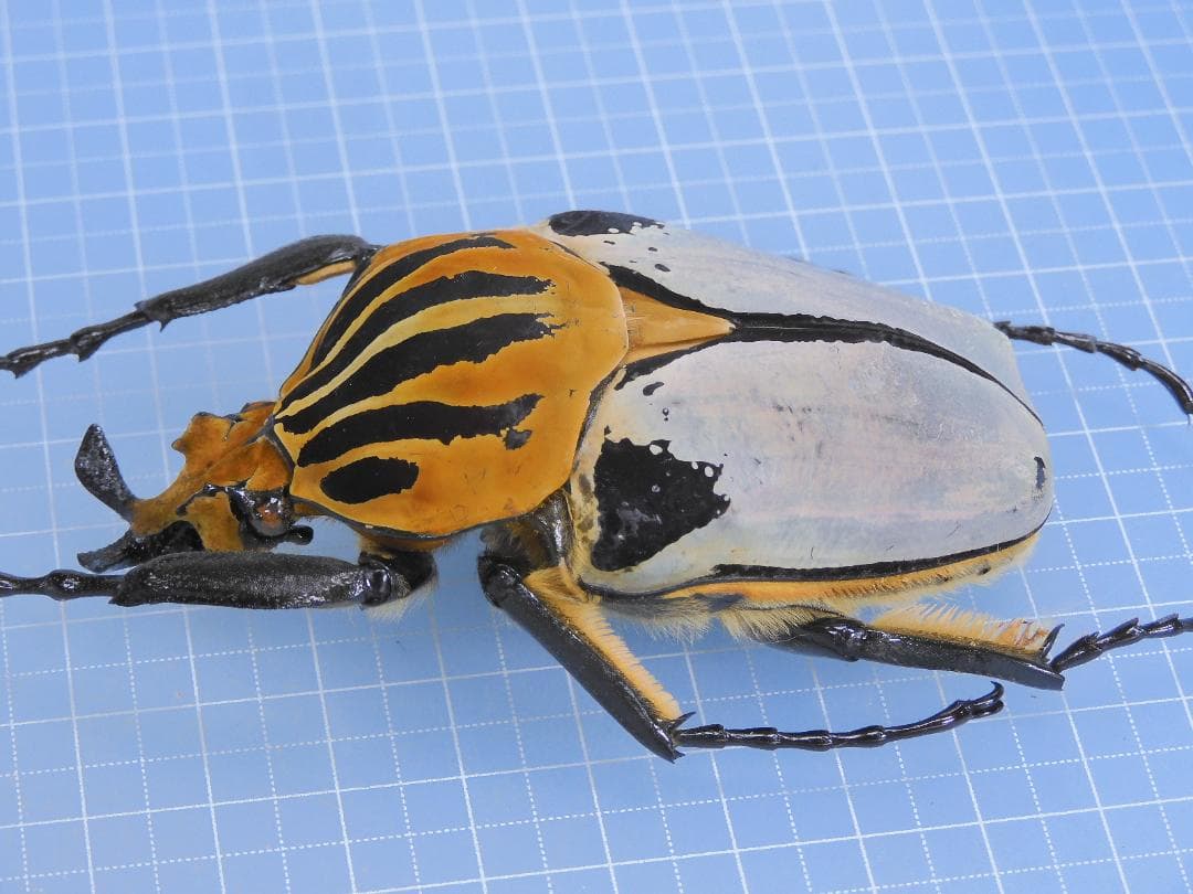標本 Goliathus cacicus 83mm