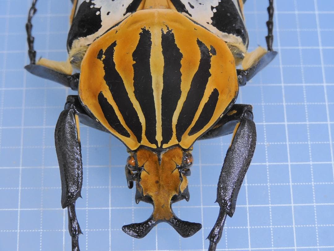 標本 Goliathus cacicus 83mm