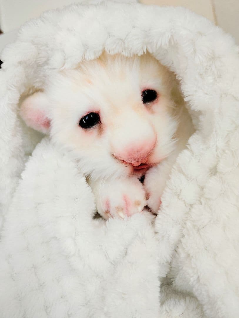 ぽってりお腹のホワイトライオンベビー♡赤ちゃん♡アートドール♡ぬいぐるみ♡