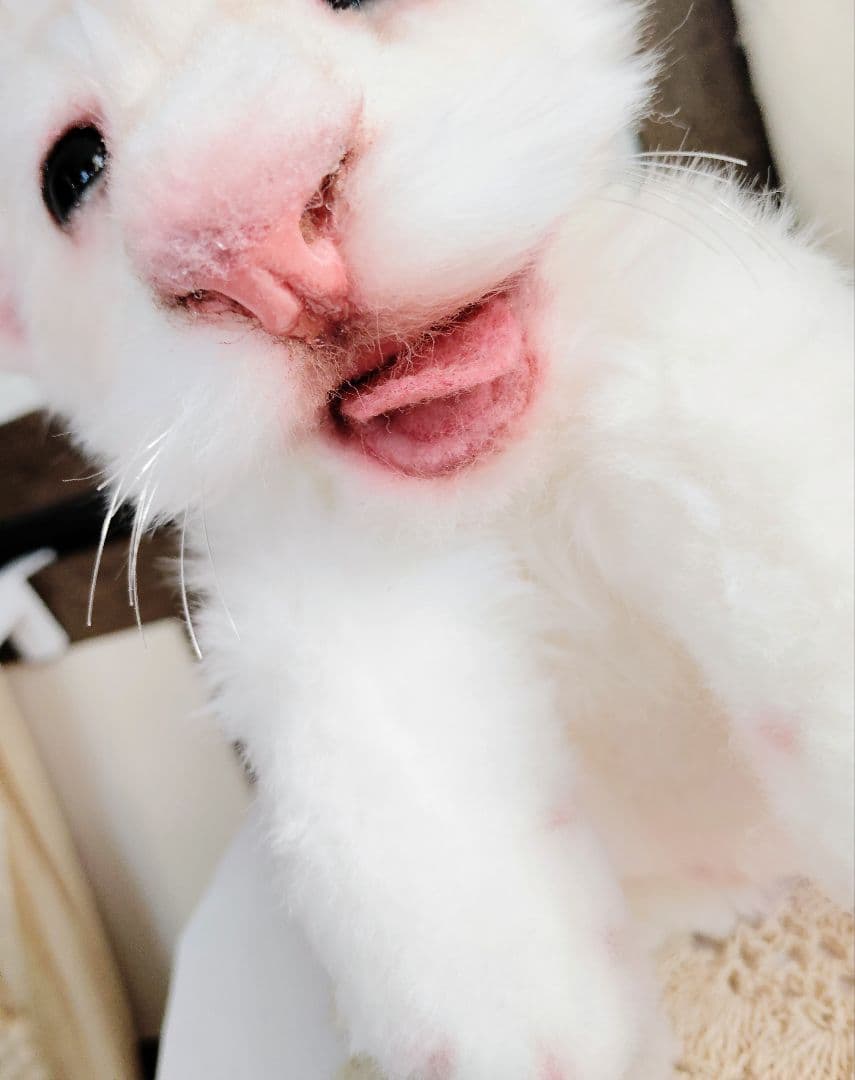 ぽってりお腹のホワイトライオンベビー♡赤ちゃん♡アートドール♡ぬいぐるみ♡