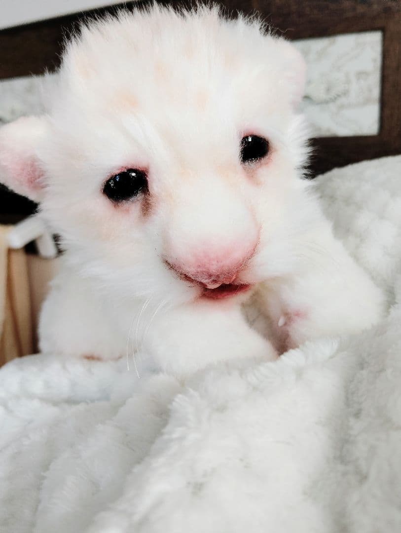 ぽってりお腹のホワイトライオンベビー♡赤ちゃん♡アートドール♡ぬいぐるみ♡