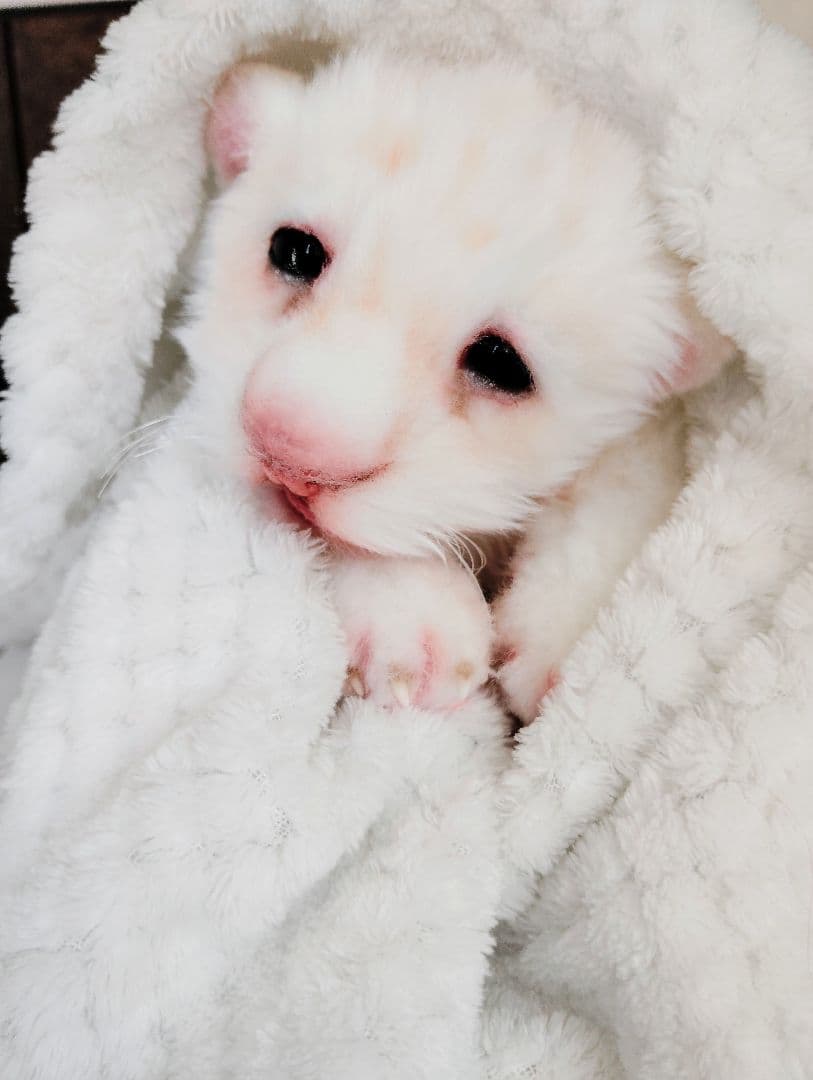 ぽってりお腹のホワイトライオンベビー♡赤ちゃん♡アートドール♡ぬいぐるみ♡