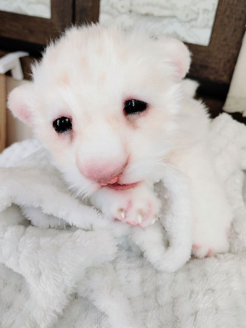 ぽってりお腹のホワイトライオンベビー♡赤ちゃん♡アートドール♡ぬいぐるみ♡