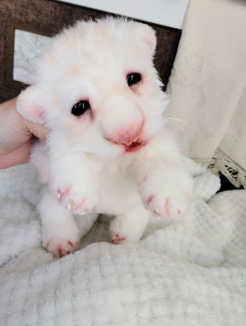 ぽってりお腹のホワイトライオンベビー♡赤ちゃん♡アートドール♡ぬいぐるみ♡