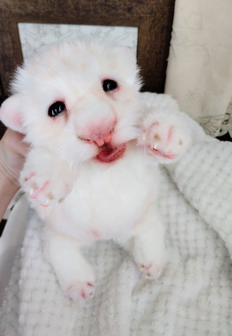 ぽってりお腹のホワイトライオンベビー♡赤ちゃん♡アートドール♡ぬいぐるみ♡