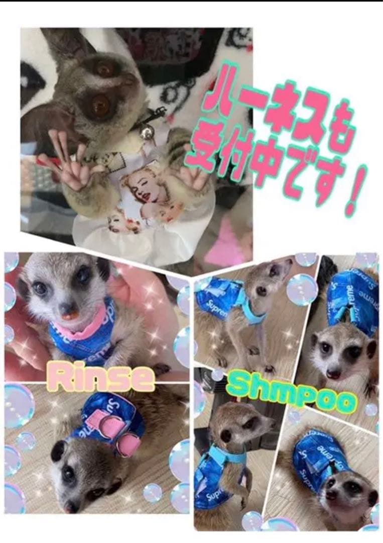 【10/20〜ハンドメイド販売終了】小動物ハーネスオーダー受付★コモン、ガラゴ、