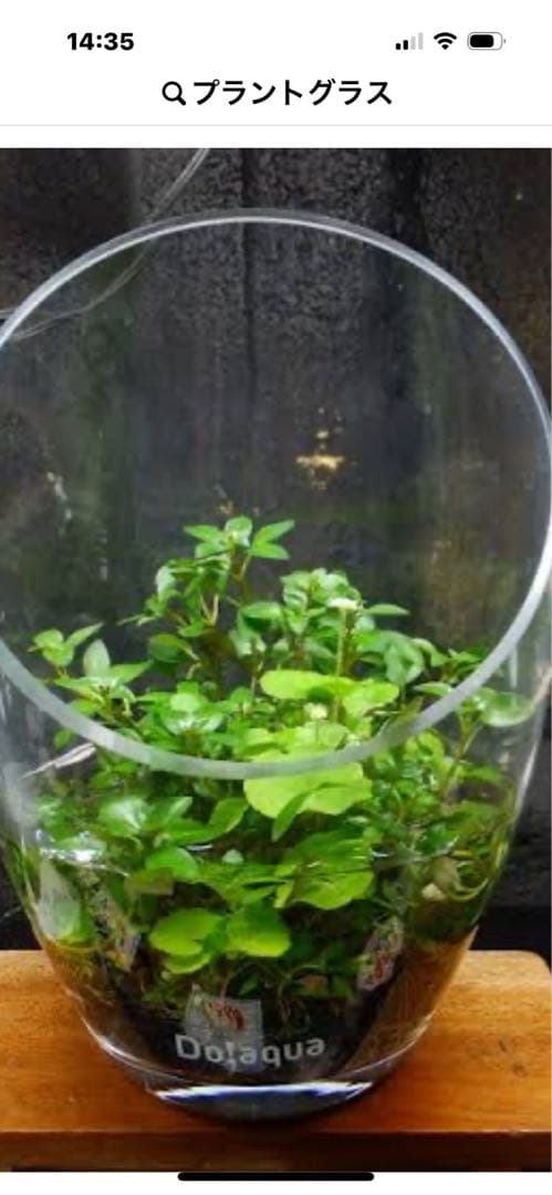 廃盤未使用 ADA Do!aqua プラントグラス ポルカ