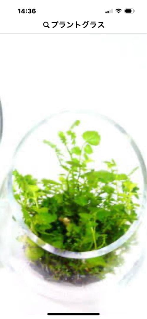 廃盤未使用 ADA Do!aqua プラントグラス ポルカ