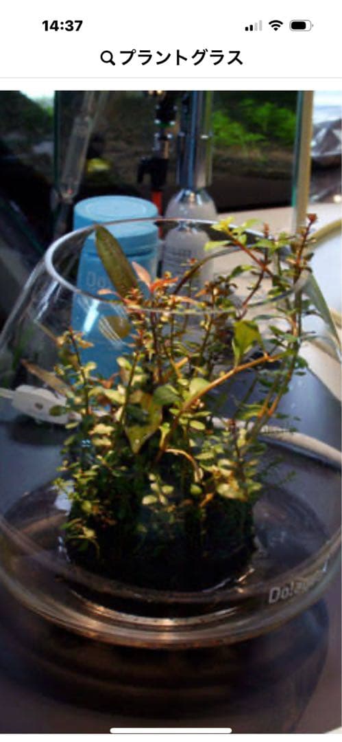 廃盤未使用 ADA Do!aqua プラントグラス ポルカ